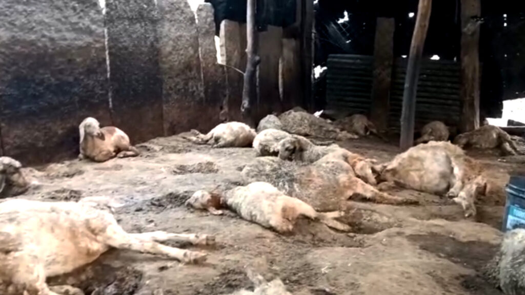 Breaking : గొర్రెలమందపై కుక్కలు దాడి.. 40 గొర్రెలు మృతి..!