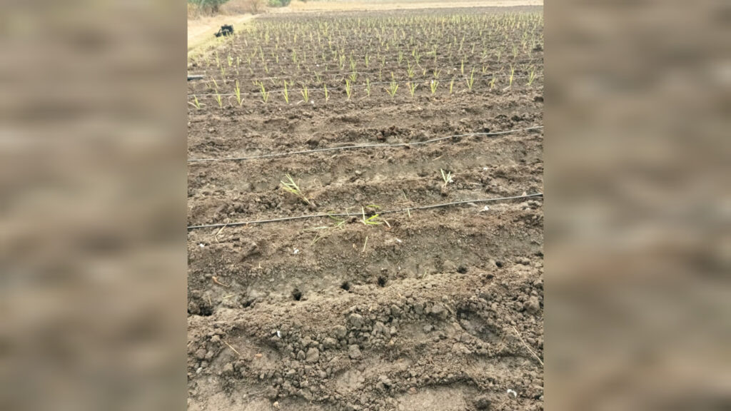 చిత్తలూరులో చెరకు పంట ధ్వంసం..!