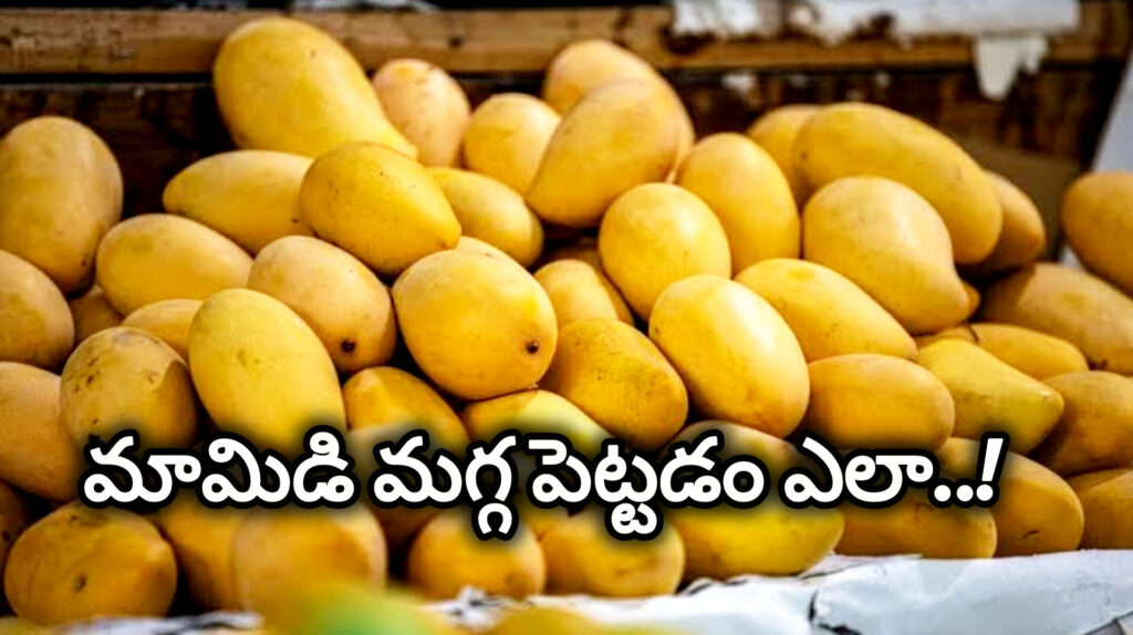 Mangoes : మామిడి పండ్లు ఇంట్లో సహజంగా స్వీట్‌గా, బాగా మగ్గాలంటే ఇలా చేయండి..!