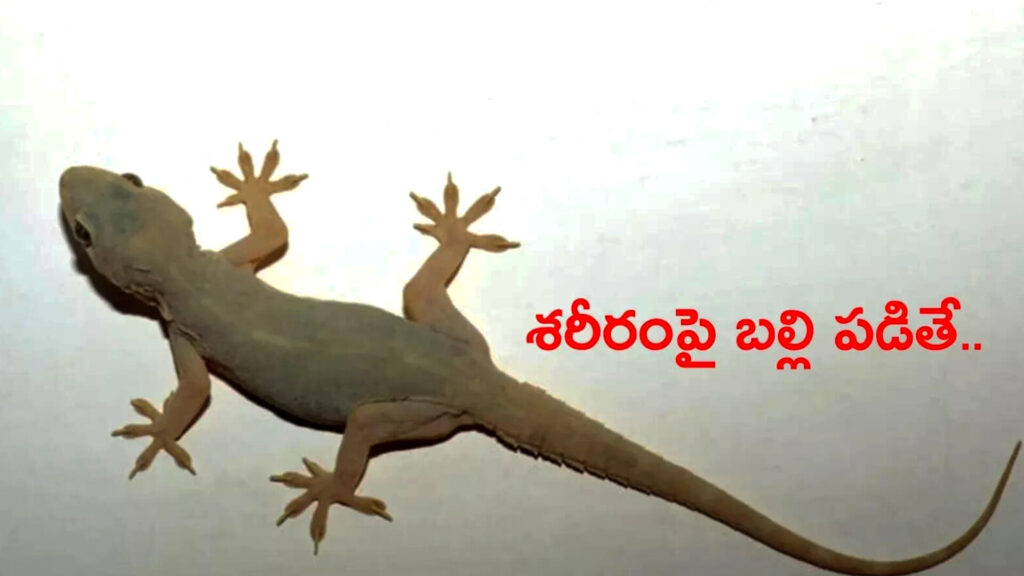 Lizard : పురుషుల శరీరంపై అక్కడ బల్లి పడితే మహాఅదృష్ట యోగం..!