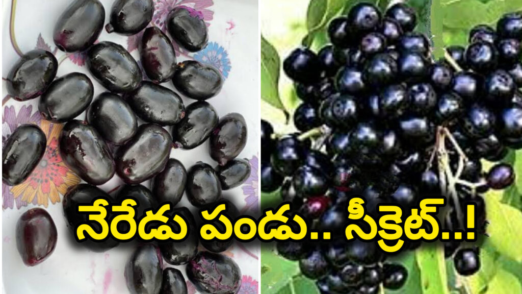 Indian Blackberry : అల్లనేరేడు పండ్లతో అరోగ్యం.. ప్రత్యేకత ఏంటో తెలుసుకుందాం..!