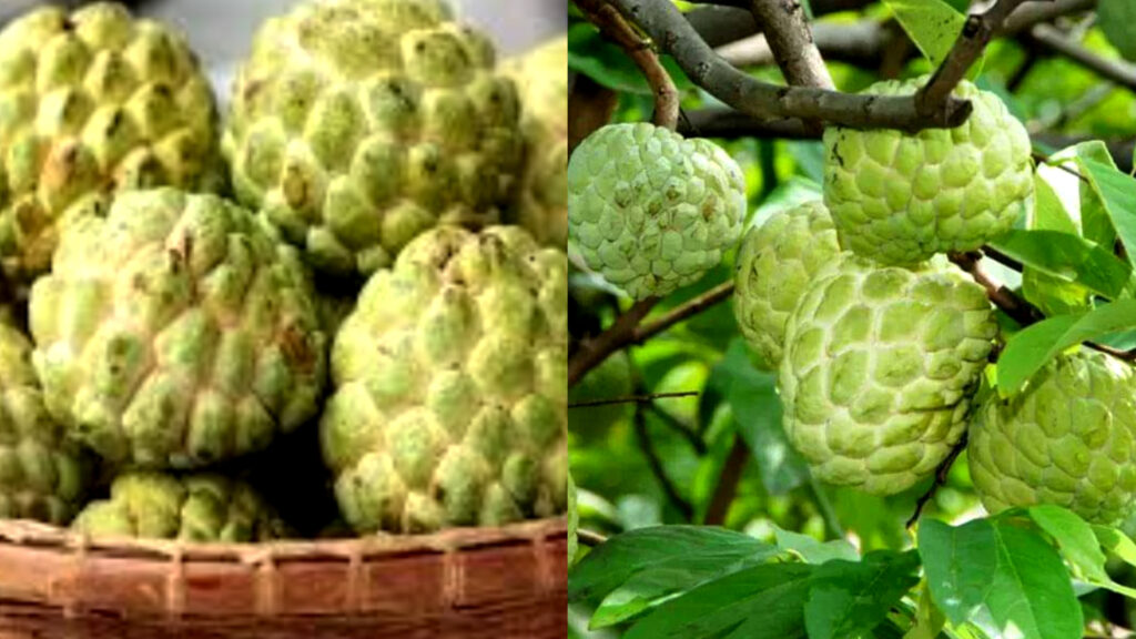 Custard Apple : సీతాఫలం తినడం వల్ల ప్రయోజనాలు ఏమిటి.. ఎవరు తినకూడదో తెలుసుకుందాం..!